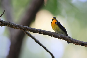 Narcissus Flycatcher (Ficedula narcissina) male in Japan