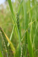 Juicy green spring wheat, ear of wheat, succulent green cereal plants in the field, tender green meadow spikelets, grass texture background, close-up spikelets moving in the wind