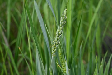 Juicy green spring wheat, ear of wheat, succulent green cereal plants in the field, tender green meadow spikelets, grass texture background, close-up spikelets moving in the wind
