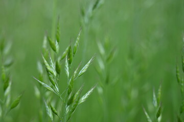 Juicy green spring grass in the meadow, succulent green cereal plants in the field, tender green meadow spikelets, grass texture background, close-up spikelets moving in the wind