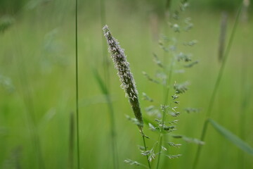 Juicy green spring grass in the meadow, succulent green cereal plants in the field, tender green meadow spikelets, grass texture background, close-up spikelets moving in the wind