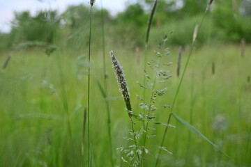 Juicy green spring grass in the meadow, succulent green cereal plants in the field, tender green meadow spikelets, grass texture background, close-up spikelets moving in the wind