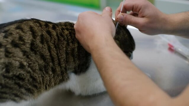 Closeup of a veterinarian's hand taking a swab sample from a cat's ear