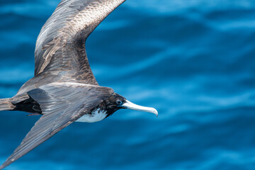 Gazing down at a frigatebird off the coast of the Galápagos Islands - obrazy, fototapety, plakaty