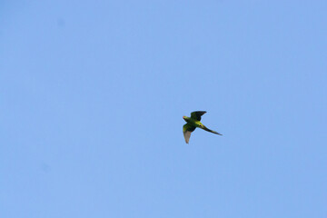 Rose ringed parakeet in flight on a spring evening, Marke, BE. 