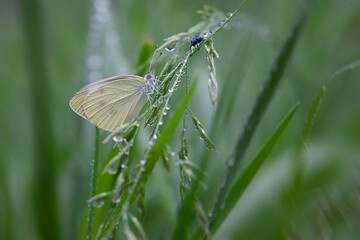 비 오는 날 엔 나비도 늦잠을 잔다