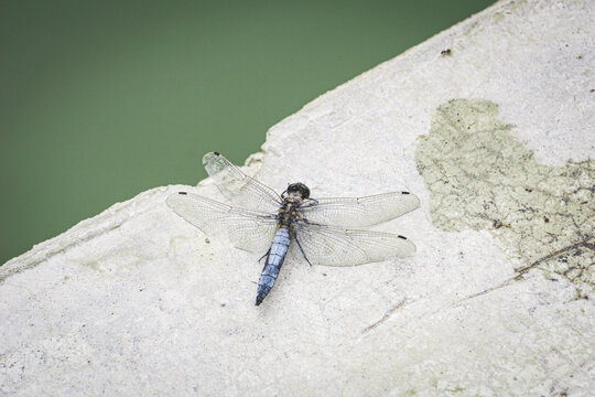 Liebelle am Wasser