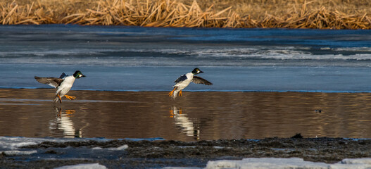 common goldeneyes landing