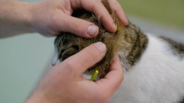 Veterinarian hands removing a tick from a cat's skin closeup