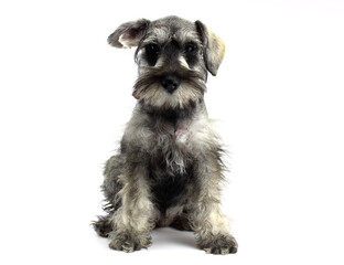 Adorable sitting schnauzer puppy with white background pointing his ear to the right