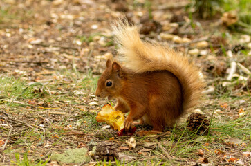 Naklejka na ściany i meble Beautiful little scottish red squirrel eating a red apple core on the forest floor in the woodland sunshine 