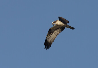 Osprey soaring with bright blue sky background 