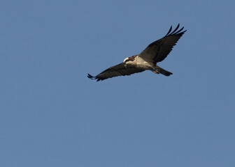 osprey in flight with bright blue sky background