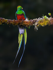 Male Resplendent Quetzal in Costa Rica with green background