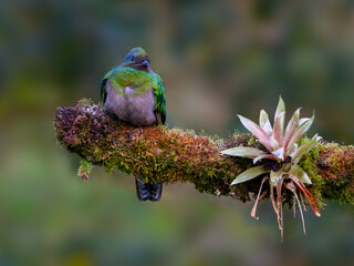 Obraz premium Female Resplendent Quetzal in Costa Rica with green background