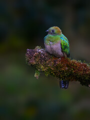 Female Resplendent Quetzal in Costa Rica with green background