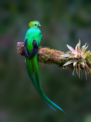 Male Resplendent Quetzal in Costa Rica with green background 