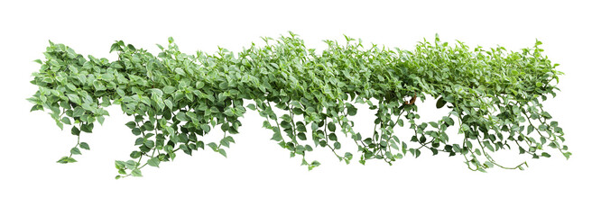 Obraz na płótnie Canvas Heart shaped leaf vine, devil's ivy, golden arbor, isolated on white background, clipping path included.