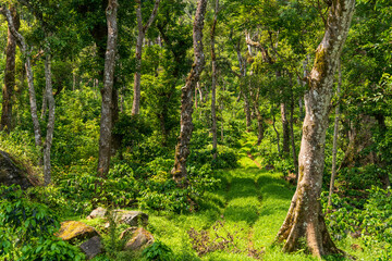 Interiors of Coffee estate india