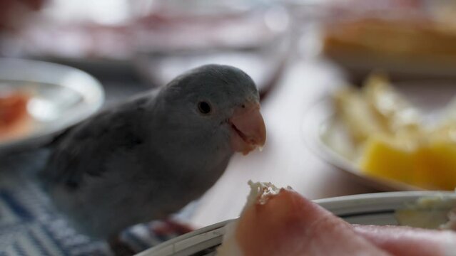 blue forpus parrot, a small species of parrot, is eating people's food at the table