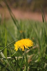 dandelion in the grass