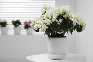 Beautiful azalea plant in flower pot on white table indoors, space for text