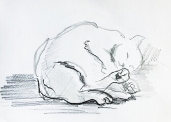 line drawing in pencil by hand a cat sleeping on its side