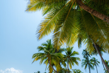 Camera looks up rows coconut trees bottom top view sun shining through branches blue sky