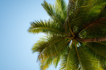 Naklejka na ściany i meble Camera looks up rows coconut trees bottom top view sun shining through branches blue sky., copy space, space area