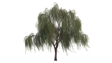 willow tree PNG clear background, cu out tree ready to use