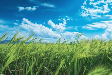 Obraz premium A field of green paddy with a blue sky and clouds. Agriculture concept