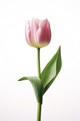Portrait beautiful tulip flower isolated on white AI Generative