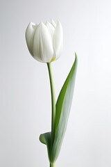 Portrait beautiful tulip flower isolated on white AI Generative