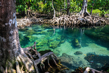 Tha pom mangrove forest, Krabi, Thailand.