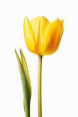 Beautiful yellow tulip flower isolated on white AI Generative