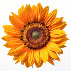 Portrait sunflower isolated on white AI Generative