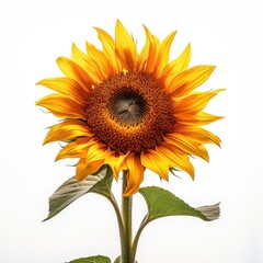 Obraz premium Portrait sunflower isolated on white AI Generative