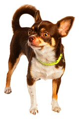 Little Brown Chihuahua dog on White Background, Chihuahua dog isolated on white background png file. 