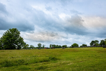 Horse grazing on a middle of a meadow in a farm