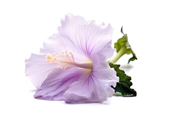 Portrait hibiscus flower isolated on white AI Generative