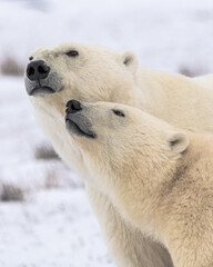 Two polar bears looking in the same direction side profile with white blurred background in fall, Hudson Bay, Canada. Beautiful mammals with head, face, body in view. Mother and cub, mom and baby.