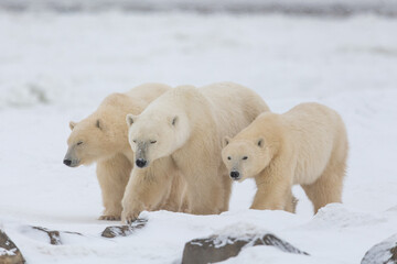 Mother and two cubs seen walking along the shores of Hudson Bay during fall, winter with snow white background in Canada. Body, legs, feet seen in shot. 