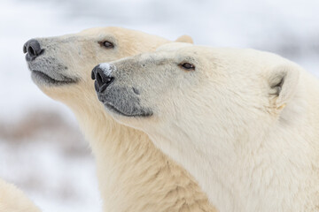 Two polar bears looking in the same direction side profile with white blurred background in fall, Hudson Bay, Canada. Beautiful mammals with head, face, body in view. Mother and cub, mom and baby.
