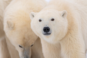 Close up of young cub polar bear (Ursus maritimus) seen in Churchill, Manitoba during fall with large predator looking directly at camera in close up face, head shot of mammal. Mother in background. 