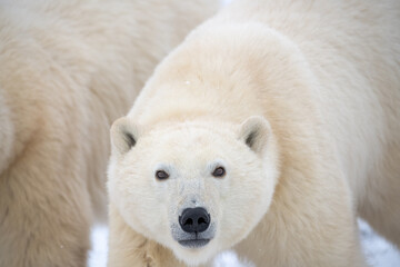 Polar bear (Ursus maritimus) family seen in Churchill, Manitoba during fall with close up of cubs...