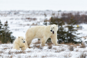 Two polar bears with mouth open, funny, comical white blurred background in fall, Hudson Bay,...