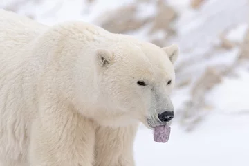Fotobehang Close up of large male female polar bear with tongue sticking out seen in Churchill, Canada during winter, fall with snowy blurred white background. Predator, scary, Hudson Bay.  © Scalia Media