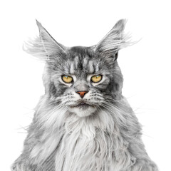 Portrait of a beautiful gray cat Main Coon