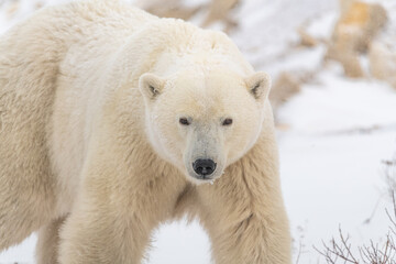 Obraz na płótnie Canvas Close up of large male female polar bear seen in Churchill, Canada during winter, fall with snowy blurred white background. Predator, scary, intimidating wildlife mammal in tourist area, Hudson Bay. 