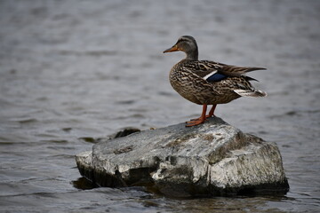 Mallard duck hanging out at the beach.
